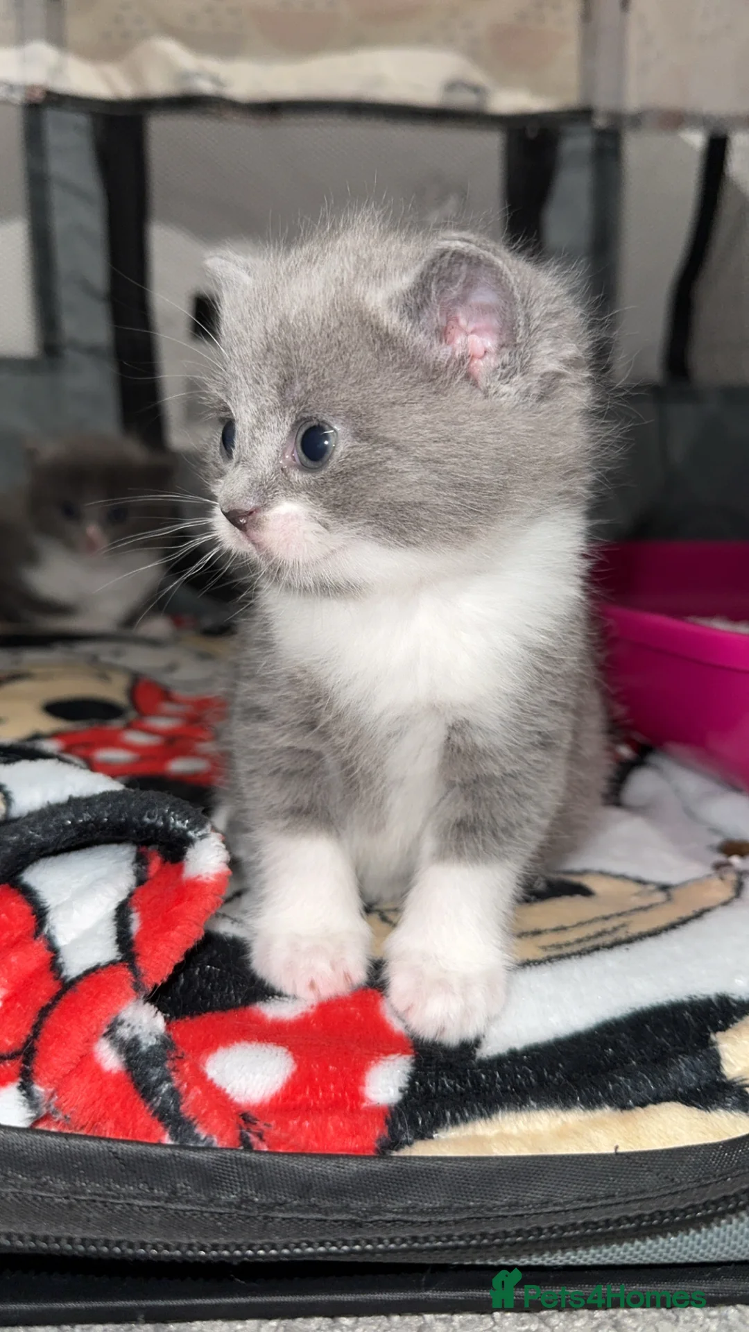 Mixed Breed cats for sale: Persian blue Russian & Tabby - Advert 13