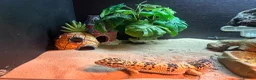 Leopard Gecko reptiles for sale: Leopard gecko and vivarium.  - Advert 7