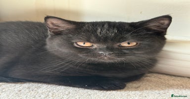 British Shorthair cats - Advert 5