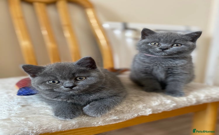 British Shorthair cats - Advert 1
