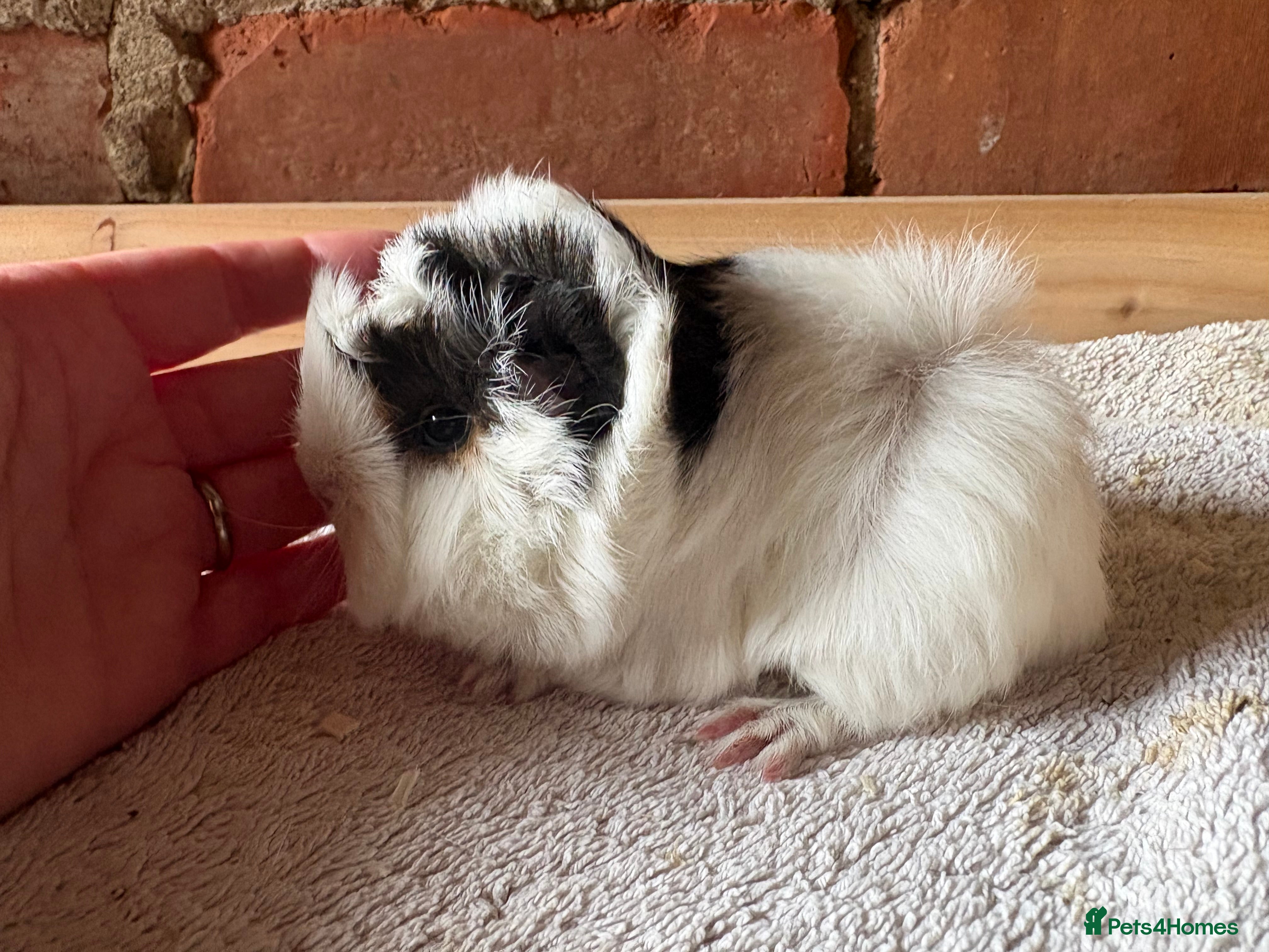 Guinea Pig rodents Male guinea pigs - long & short haired  - Advert 22