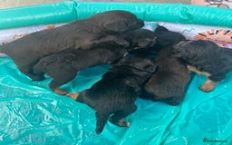 Mixed Breed dogs for sale: Cockerjack puppies are here !!!!! - Image 3