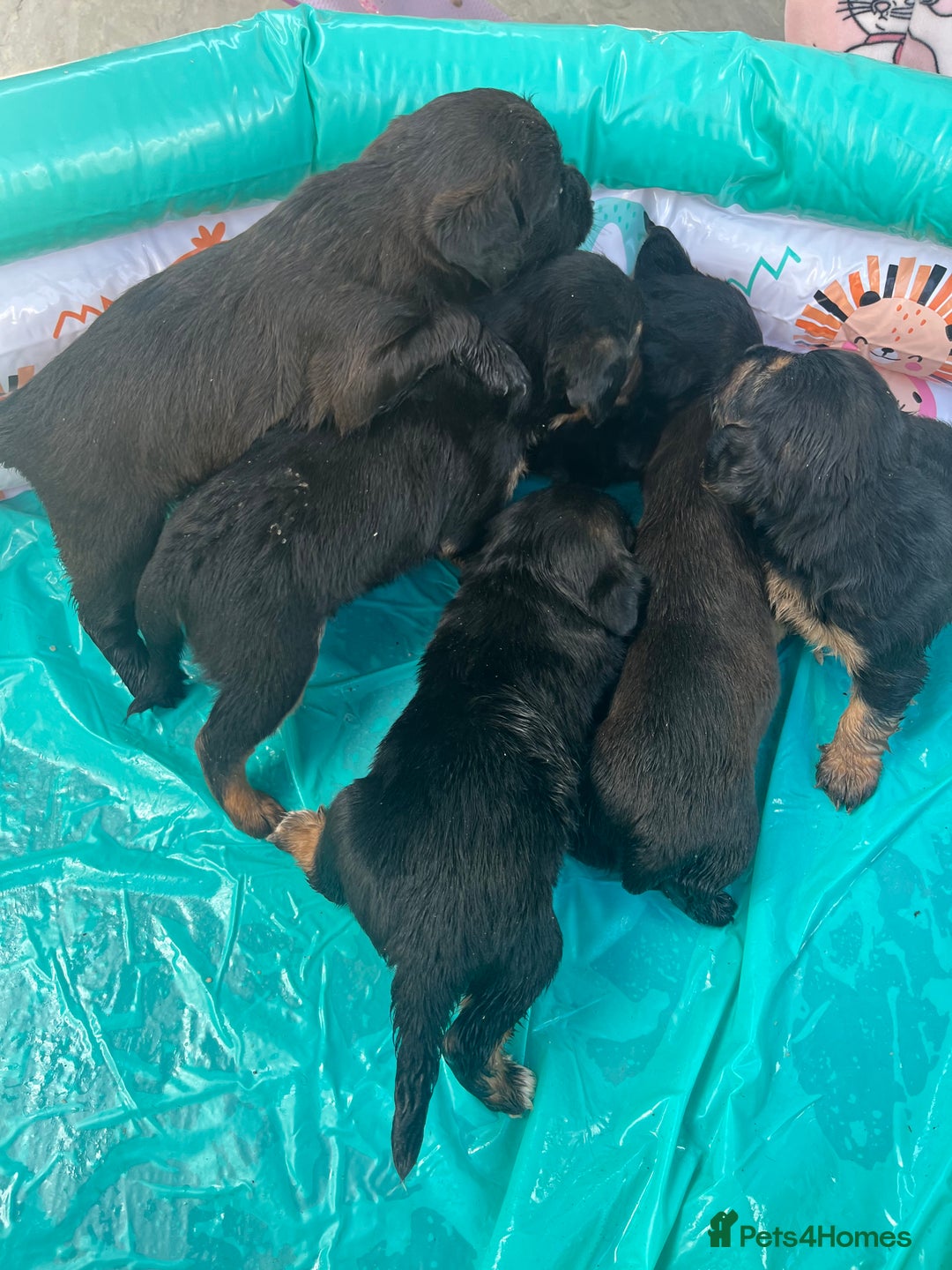 Mixed Breed dogs for sale: Cockerjack puppies are here !!!!! - Image 3