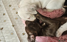 Staffordshire Bull Terrier dogs for sale: Staffie x Cockapoo puppies - Image 20