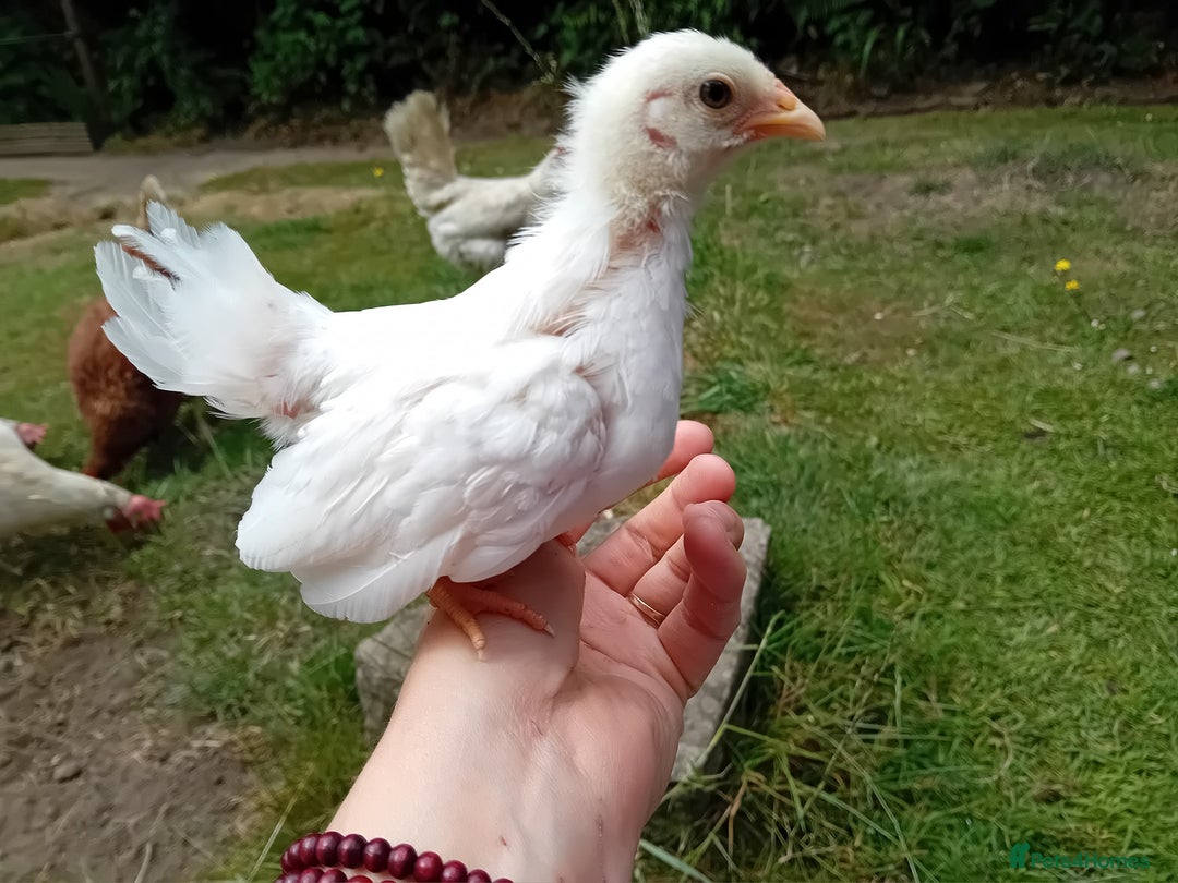Chickens poultry for sale: Beautiful Tame Serama Trio - Handled Daily - Image 9