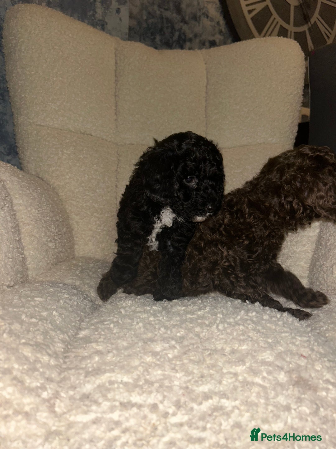 Mixed Breed dogs for sale: Beautiful black and white female poodle - Advert 2