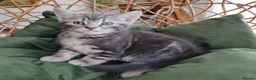 Mixed Breed cats for sale: Marble Bengal cross  - Advert 15