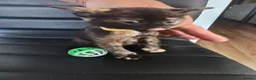 Mixed Breed cats for sale: House kittens  - Advert 7