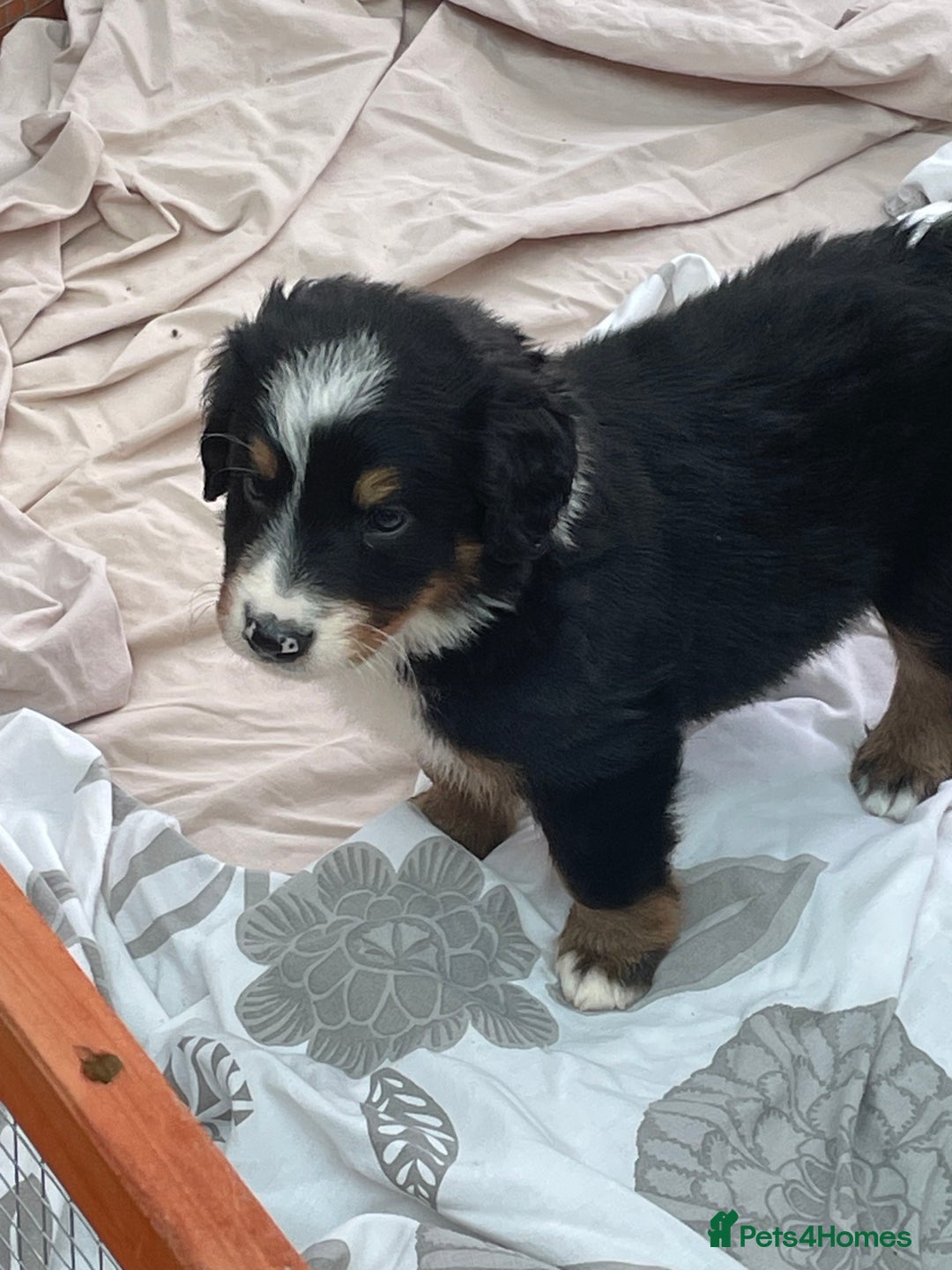 Bernese Mountain Dog dogs for sale: Beutiful boys and girl - Image 14