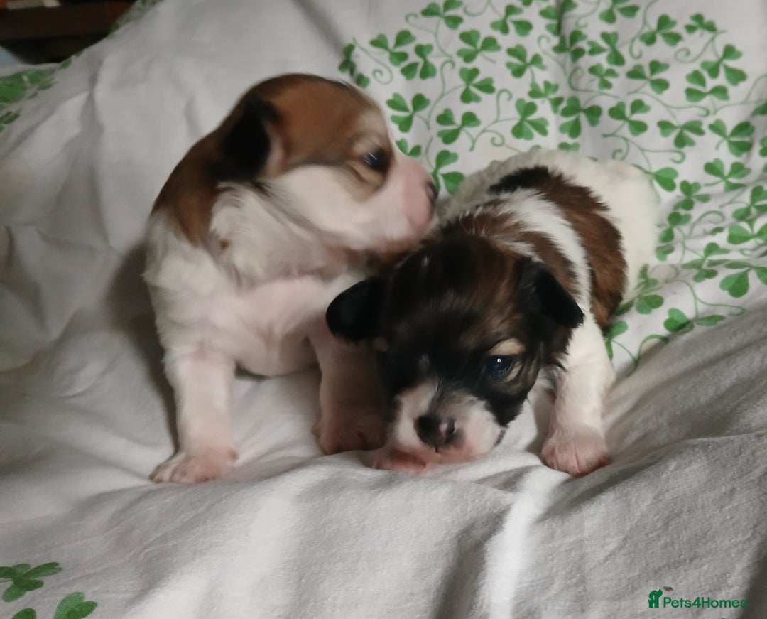 Mixed Breed dogs for sale: Beautiful Unique Puppies - Image 5