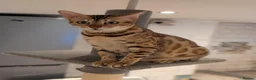 Bengal cats for sale: Beautiful Retired Female Bengal - Advert 5