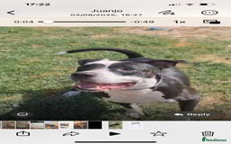 Mixed Breed dogs for adoption: ❤️ HERA the dog with a beautiful heart ❤️ - Image 3