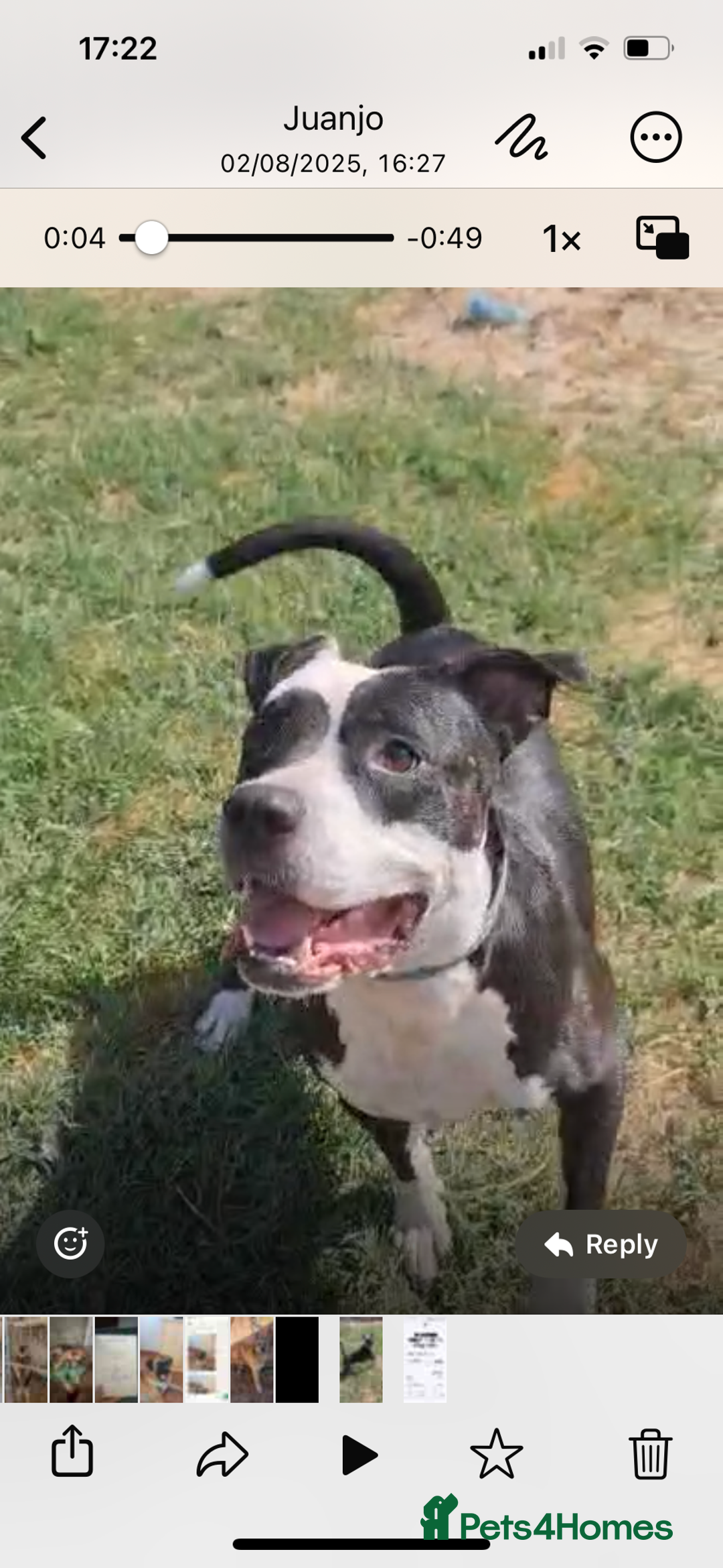 Mixed Breed dogs for adoption: ❤️ HERA the dog with a beautiful heart ❤️ - Advert 3