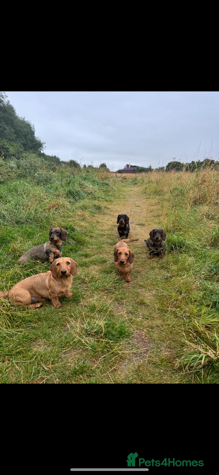 Dachshund dogs KC registered Wirehaired/teckel  - Advert 1