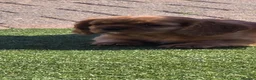 Cavalier King Charles Spaniel dogs for sale: Stunning kc reg health tested cavaliers - Advert 3