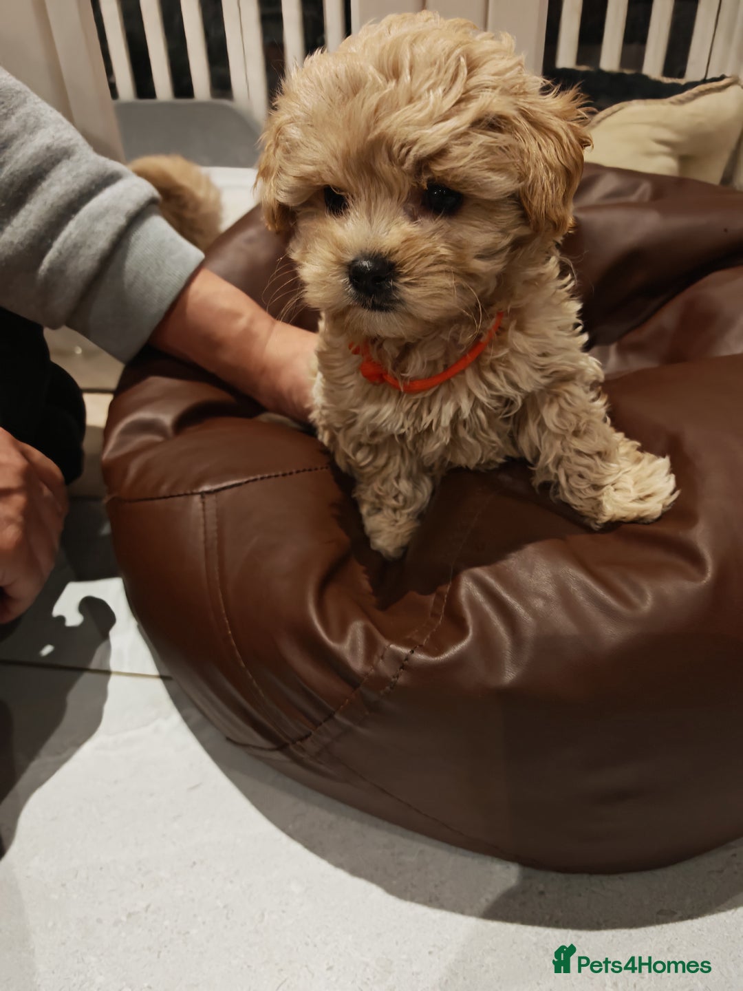 Maltipoo dogs for sale: Maltipoo F1 Toy Size, KC Parents, DNA Tested Clear - Image 10