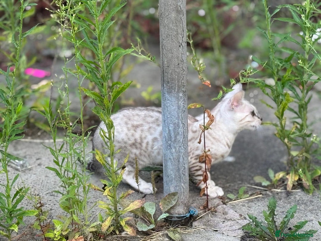 Bengal cats for sale: Champion line Bengal Snow Kittens  - Image 20