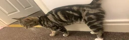 British Shorthair cats for sale: Kittens  - Advert 1