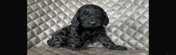 Cockapoo dogs for sale: WAITING LIST NOW OPEN FOR COCKERPOOS - Advert 6