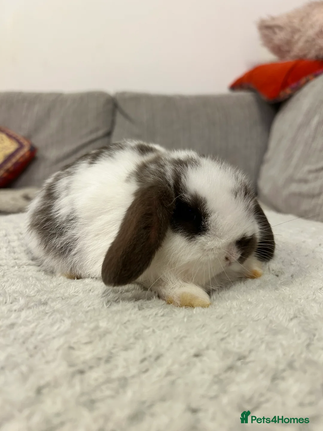 Mini Lop rabbits for sale: Pure mini lop babies  - Advert 7