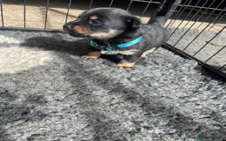 Jack Russell dogs for sale: Working Miniature Jack Russell's - Image 8
