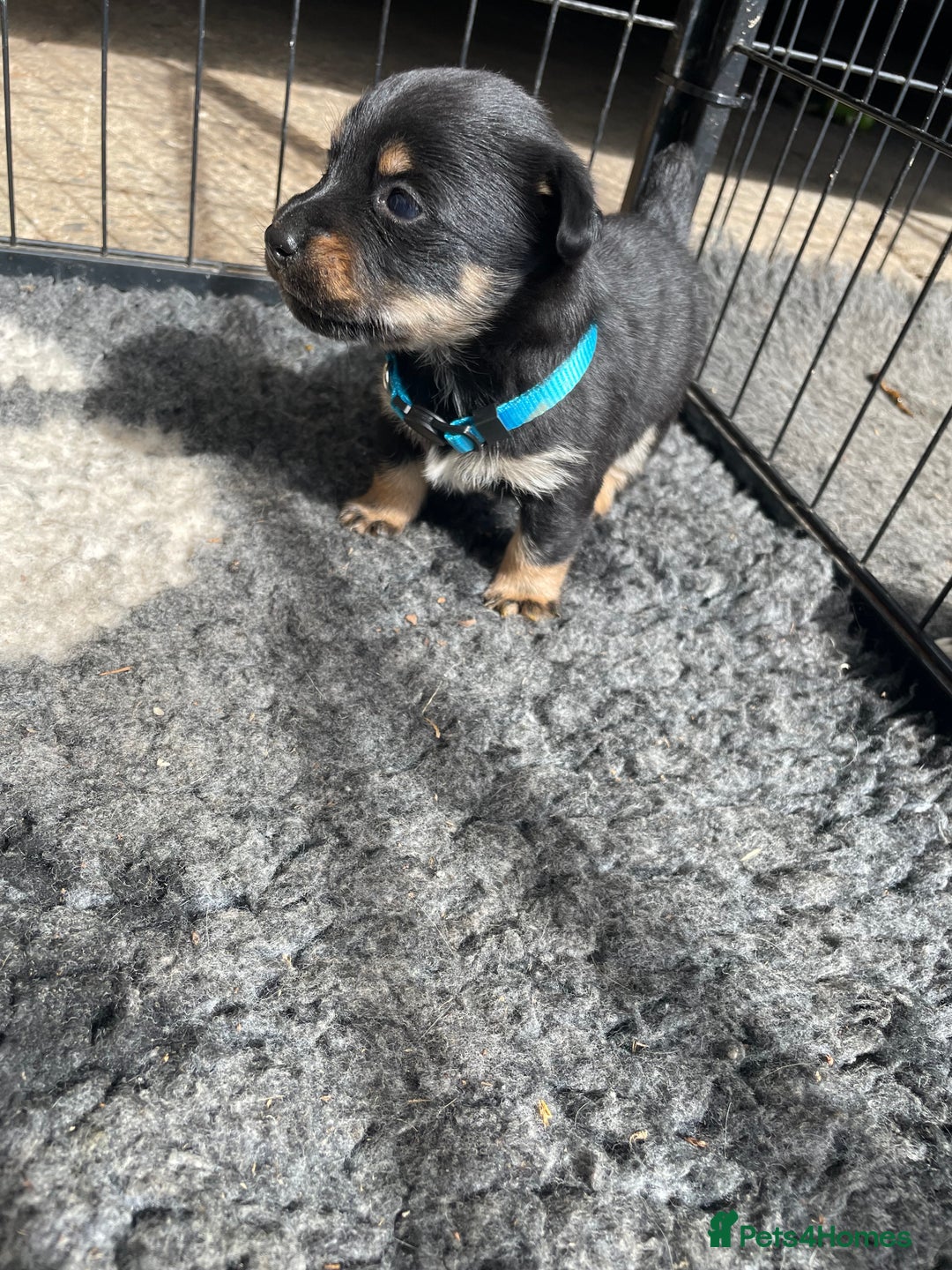 Jack Russell dogs for sale: Working Miniature Jack Russell's - Image 8