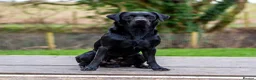 Labrador Retriever dogs for stud: KC registered Fully Health Tested Stud - Advert 2