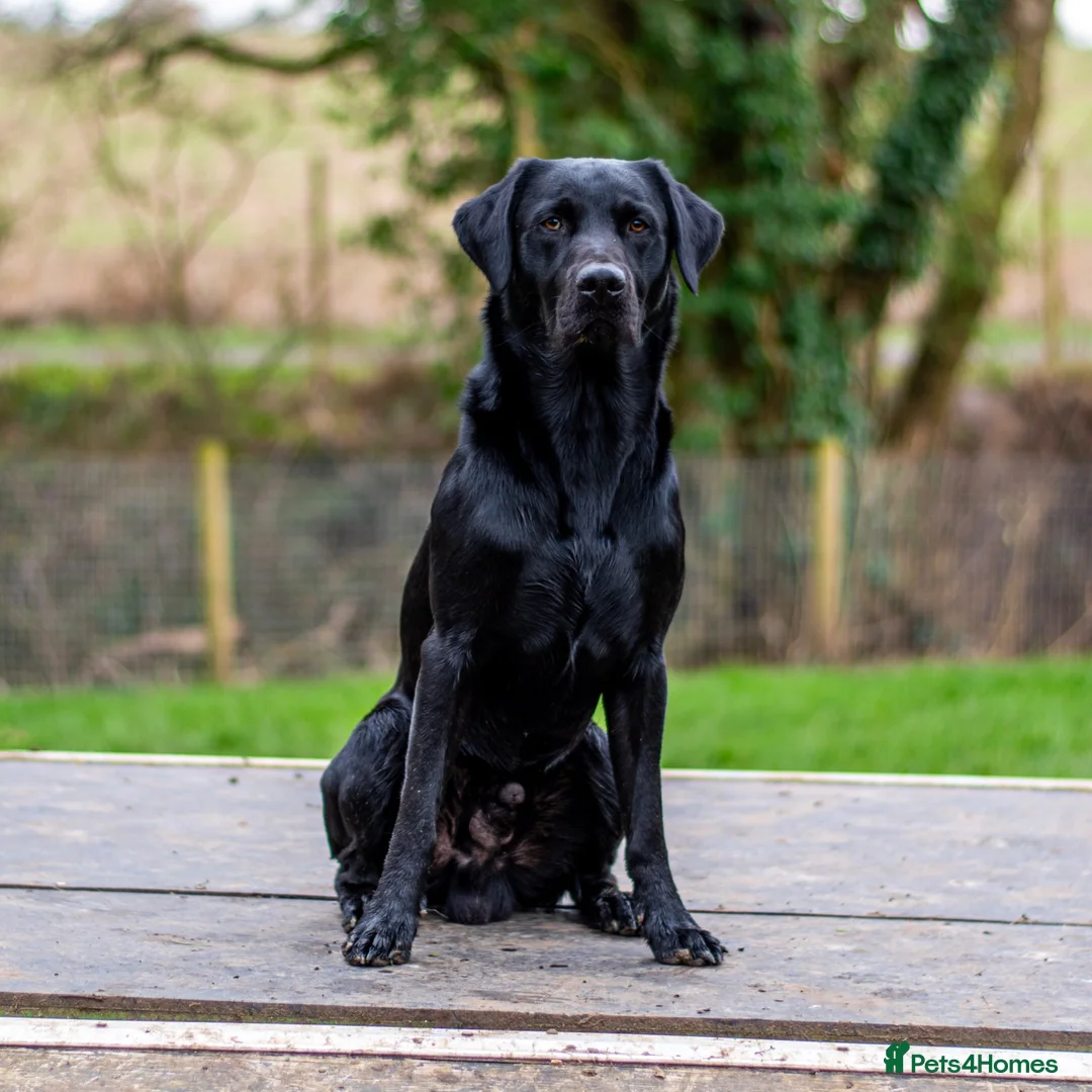 Labrador Retriever dogs for stud: KC registered Fully Health Tested Stud - Advert 2