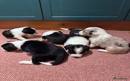 Sprollie dogs for sale: 6 beautiful Sprollie pups  - Image 3