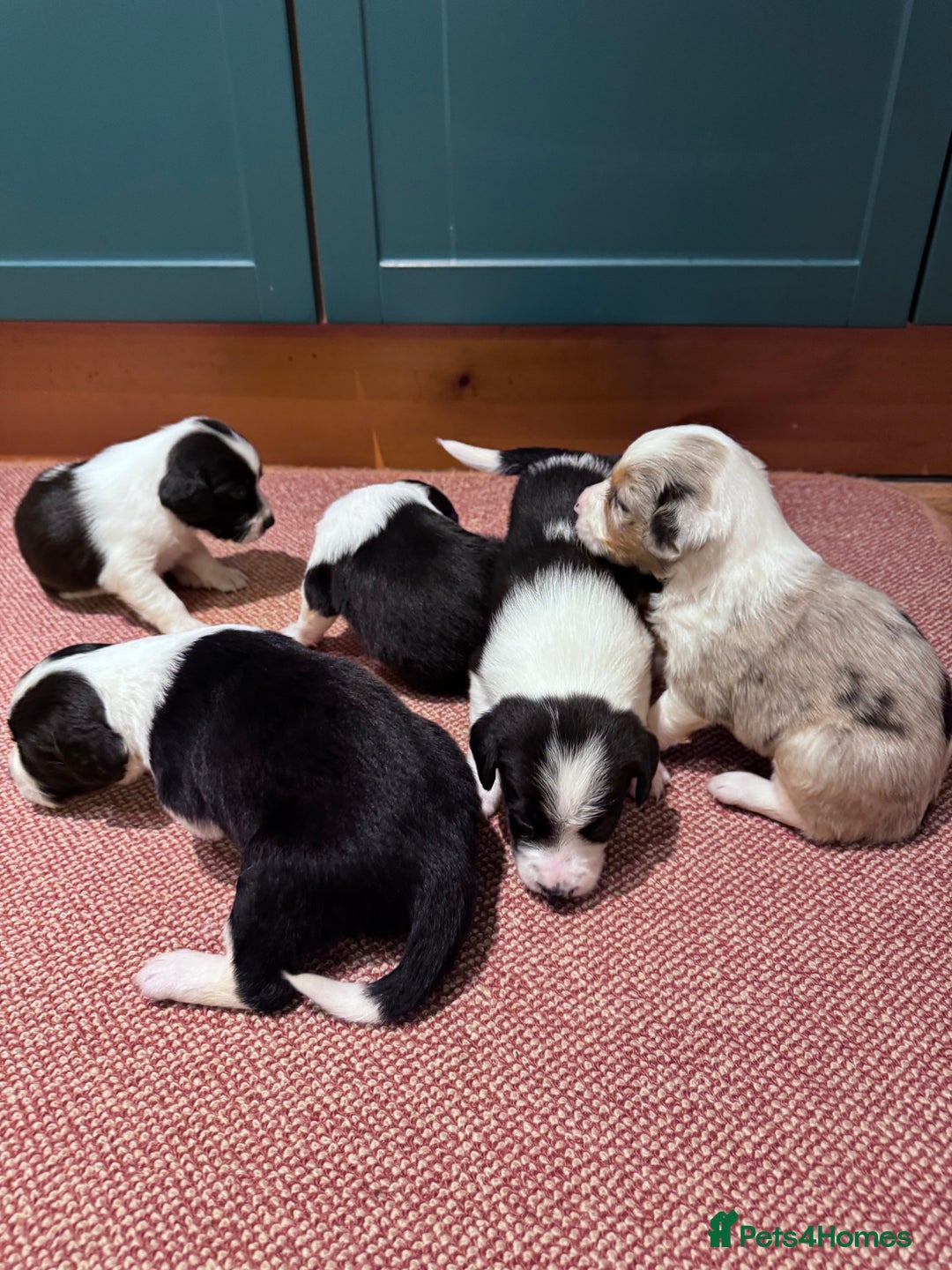 Sprollie dogs for sale: 6 beautiful Sprollie pups  - Image 3