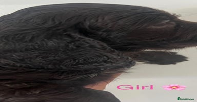 Cocker Spaniel dogs - Advert 6