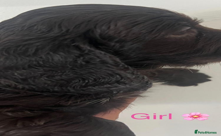 Cocker Spaniel dogs - Advert 2