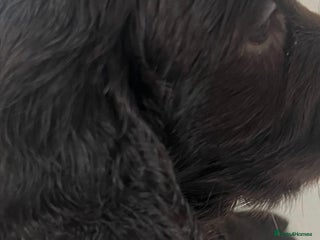 Cocker Spaniel dogs - Advert 1