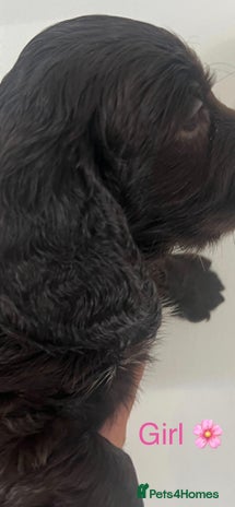 Cocker Spaniel dogs - Advert 2