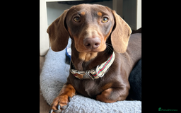 Dachshund dogs for sale: Gorgeous miniature KC reg male Dauchhound  - Image 1