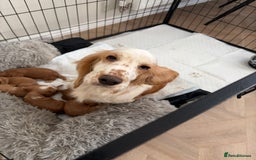 Cocker Spaniel dogs for sale: Cocker spaniels  - Advert 1