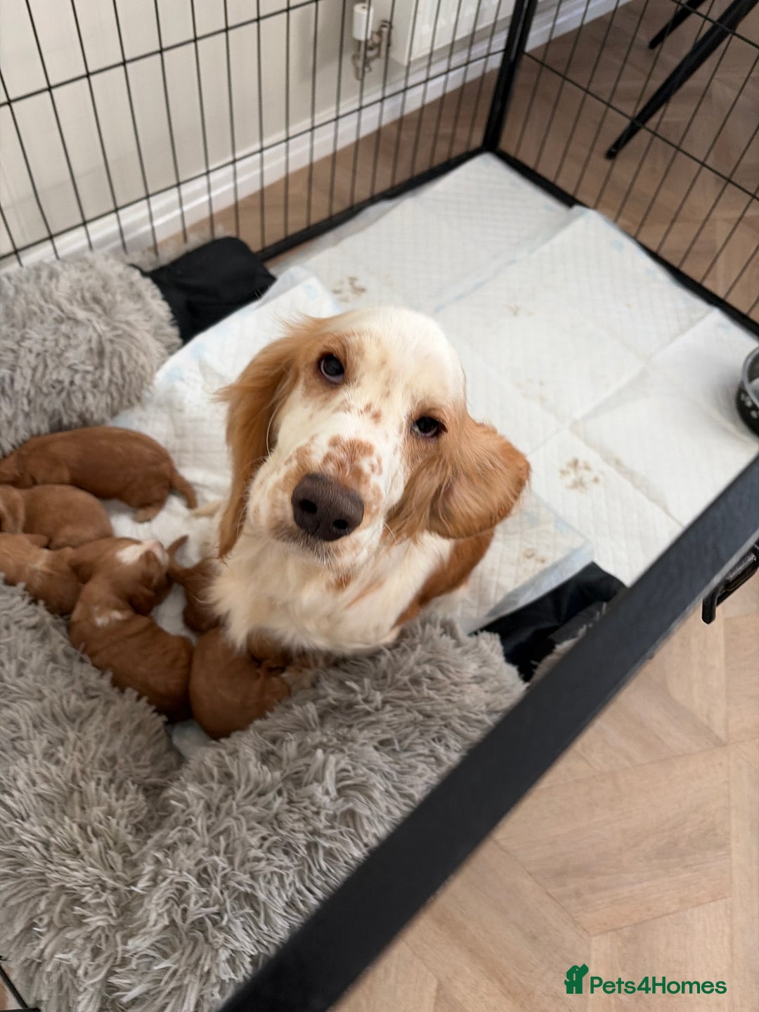 Cocker Spaniel dogs for sale: Cocker spaniels  - Advert 1