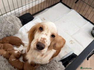 Cocker Spaniel dogs Cocker spaniels - Advert 2