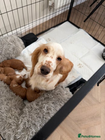 Cocker Spaniel dogs Cocker spaniels - Advert 1