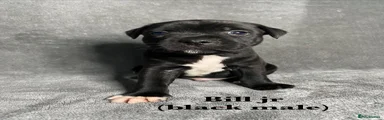 Bill jr (black male)