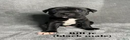 Staffordshire Bull Terrier dogs for sale: Billionaire bills pups  in Oldham - Advert 6