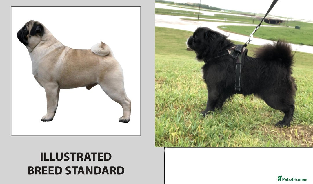 Pug dogs for sale: KC registered long haired blue pugs - Image 3