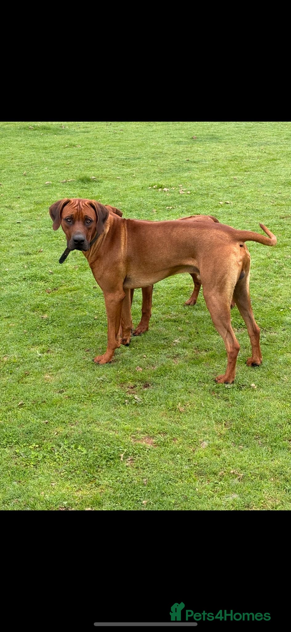 Milo
