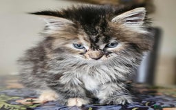 Maine Coon cats for sale: Champion Line Maine Coons –Rare, Fluffy, Gorgeous! - Image 15