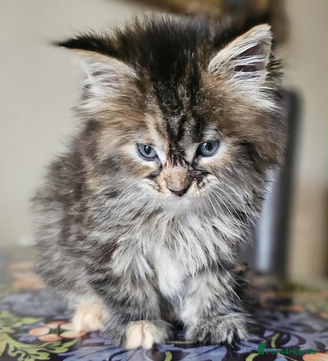 Maine Coon cats for sale: Champion Line Maine Coons –Rare, Fluffy, Gorgeous! - Image 15