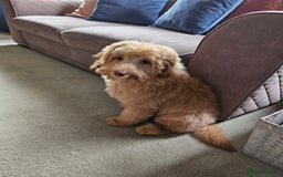 Goldendoodle dogs for sale: Goldendoodle  - Image 3