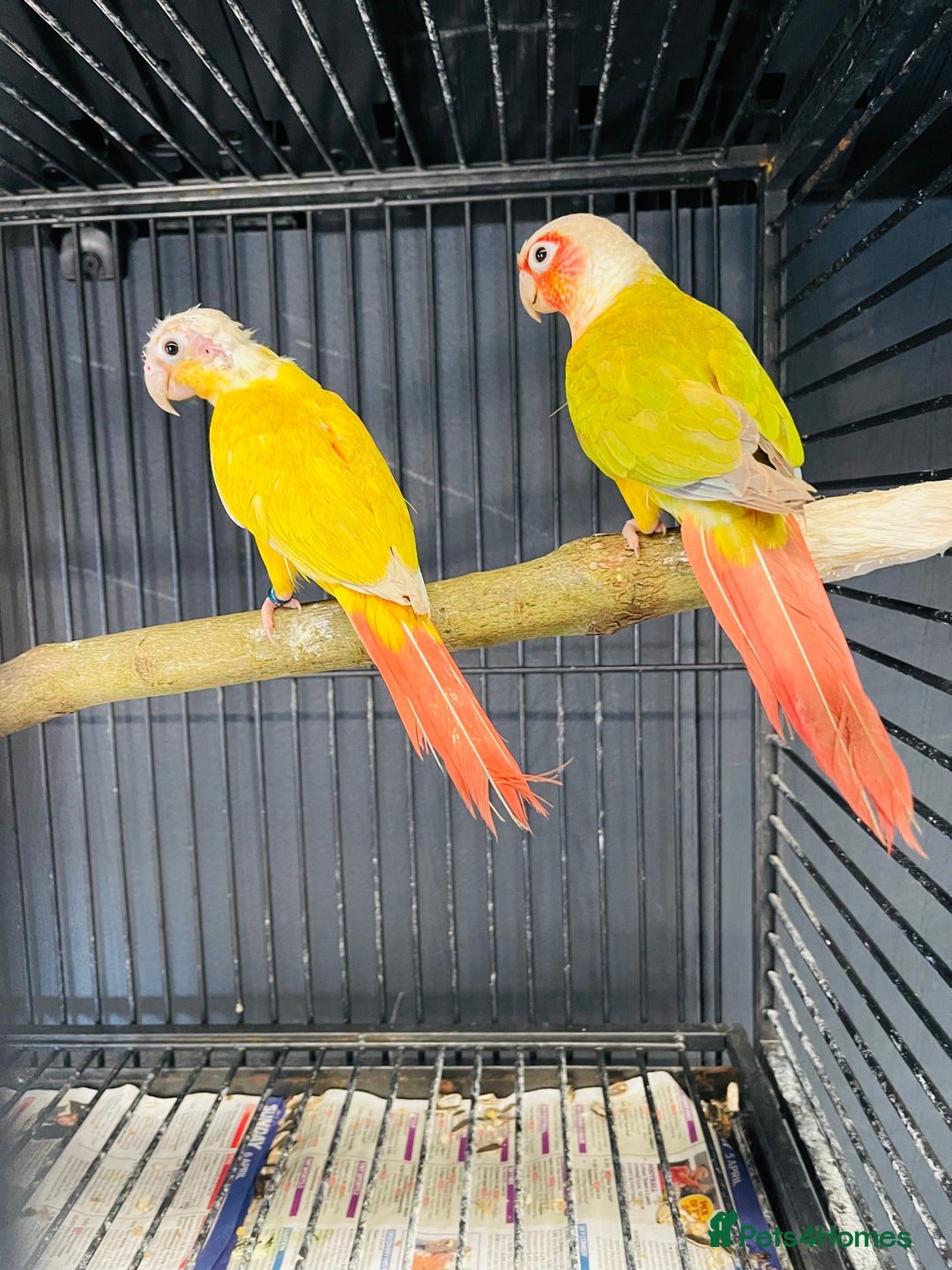 Mixed Breed birds for sale: Various birds for sale - Image 26