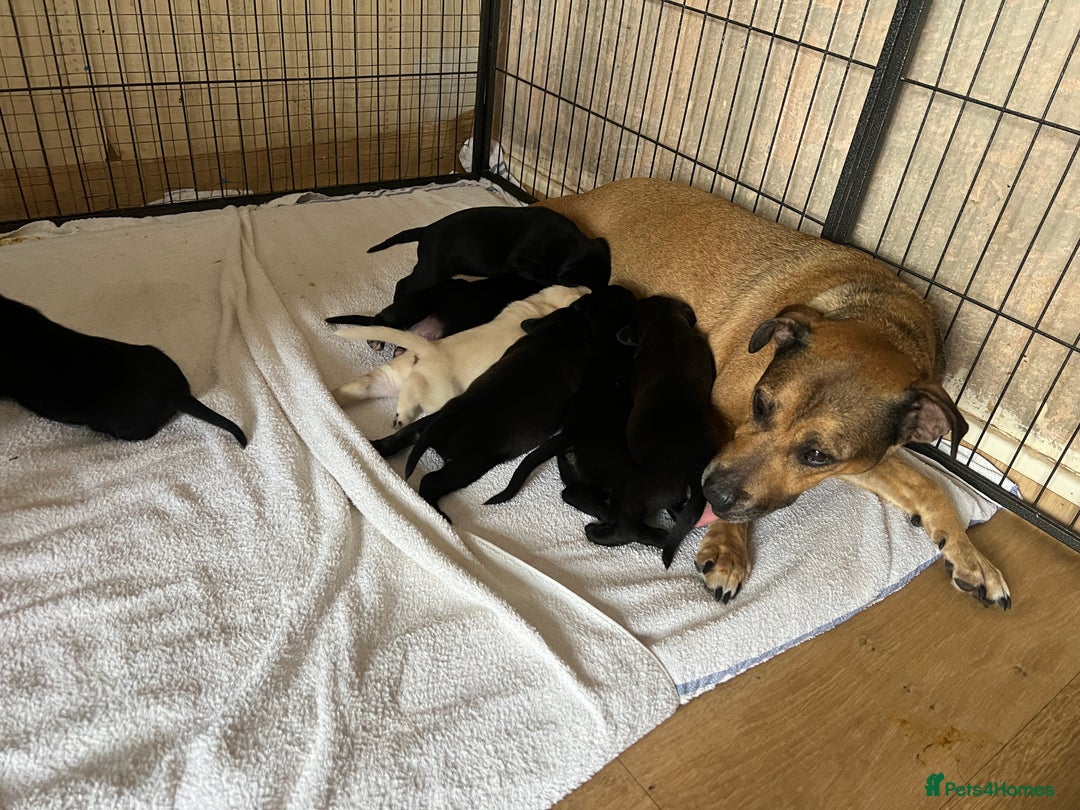 Mixed Breed dogs for sale: Beautiful mix Labrador/German Shepherd/Stuffy - Image 5