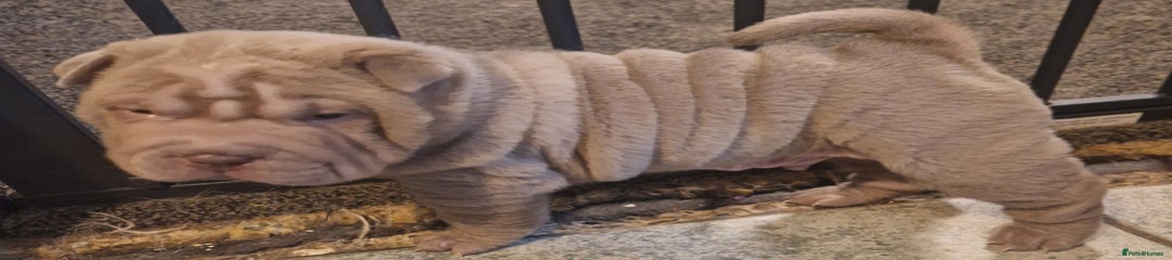 Shar Pei Puppy 3