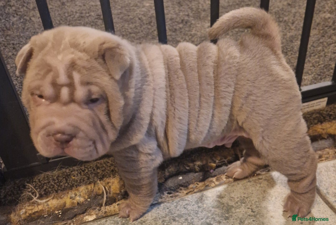 Shar Pei dogs for sale: Male Shar peis - Image 36